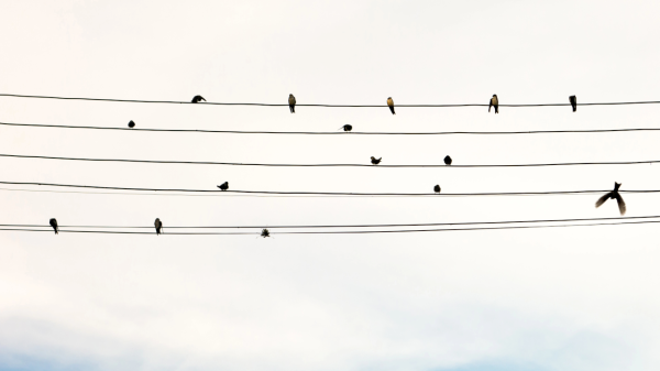 Birds on a powerline musically