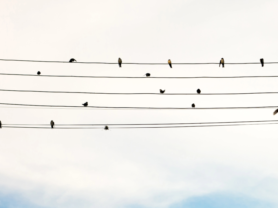 Birds on a powerline musically